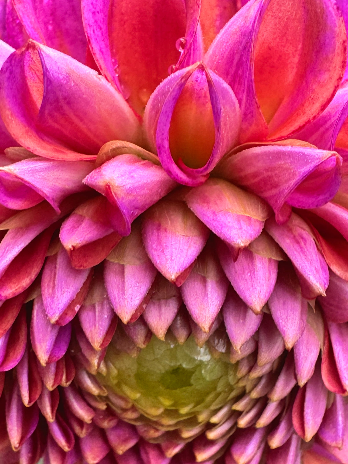 Hapet Coppery
