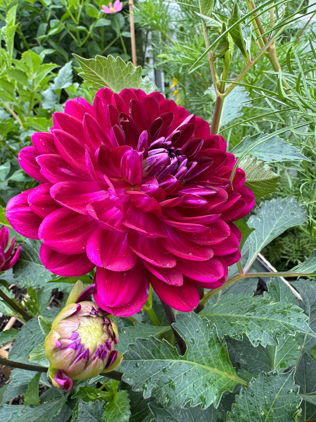 Sandia Bertha