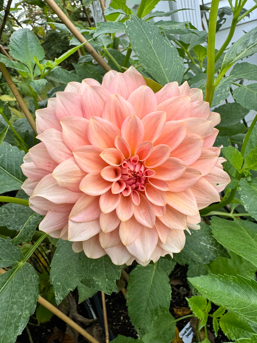 RM Peachy Pink