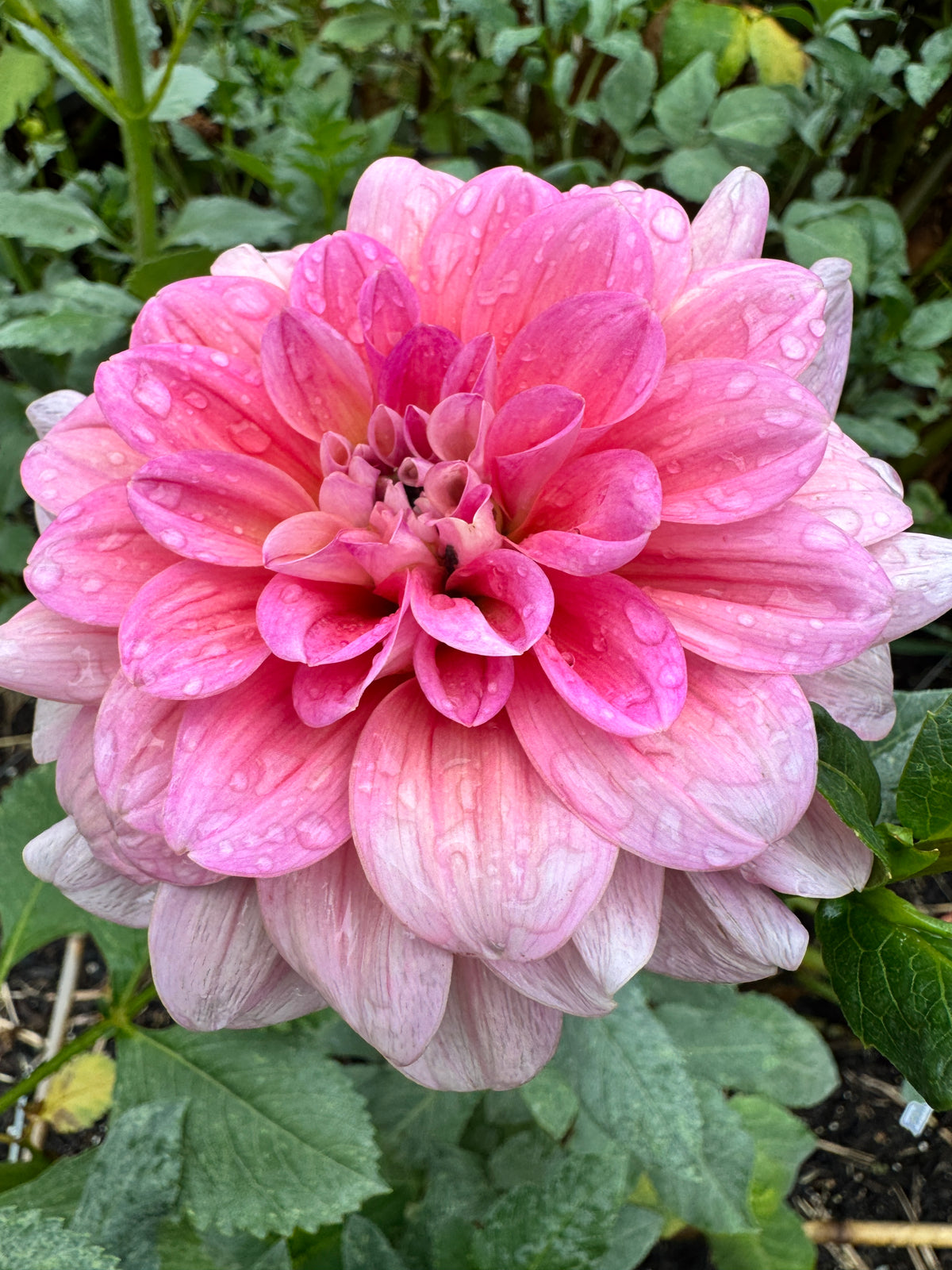 Southern Belle
