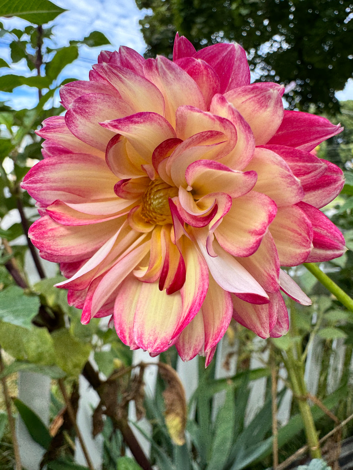 Aphrodite