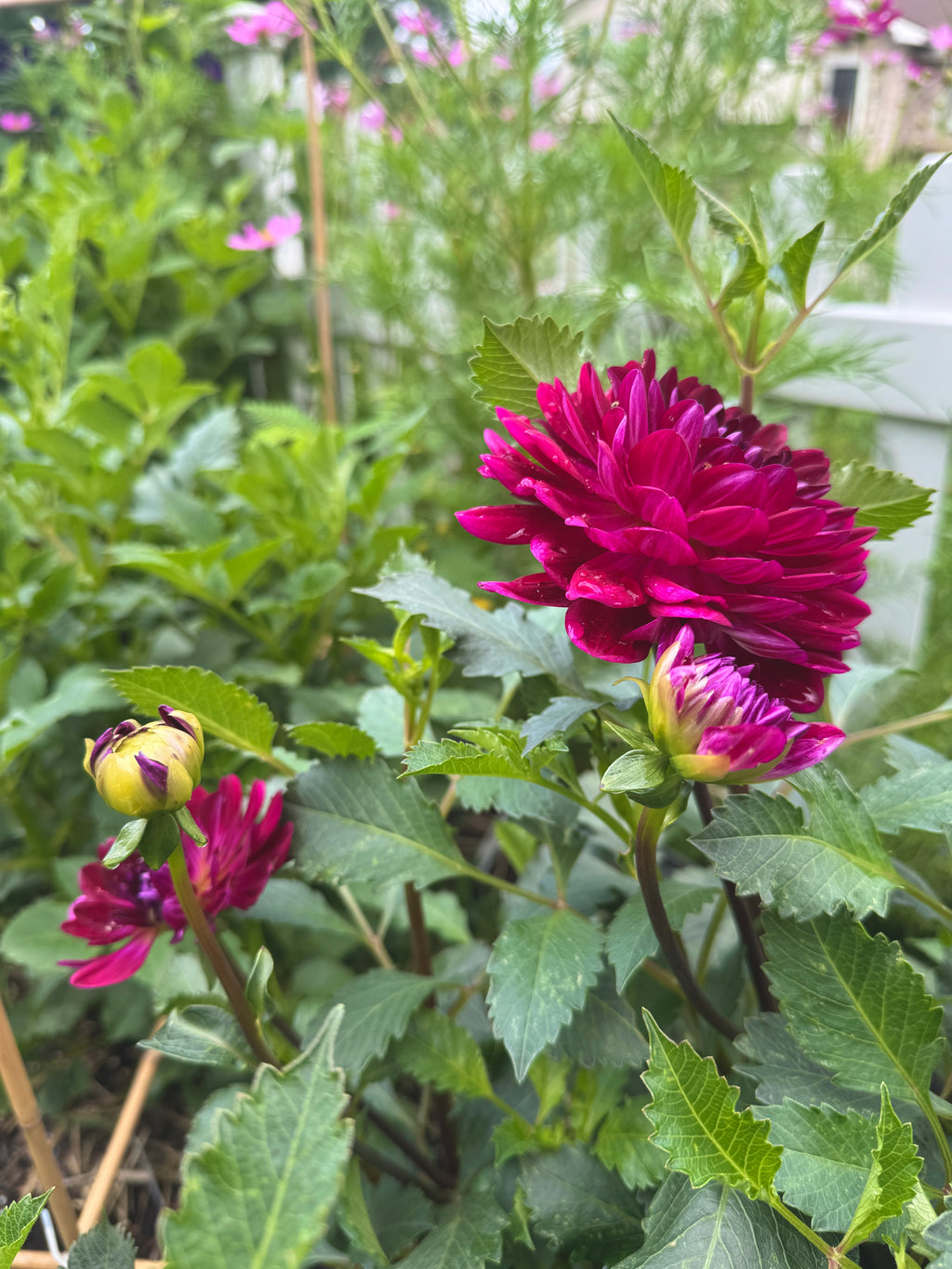 Sandia Bertha