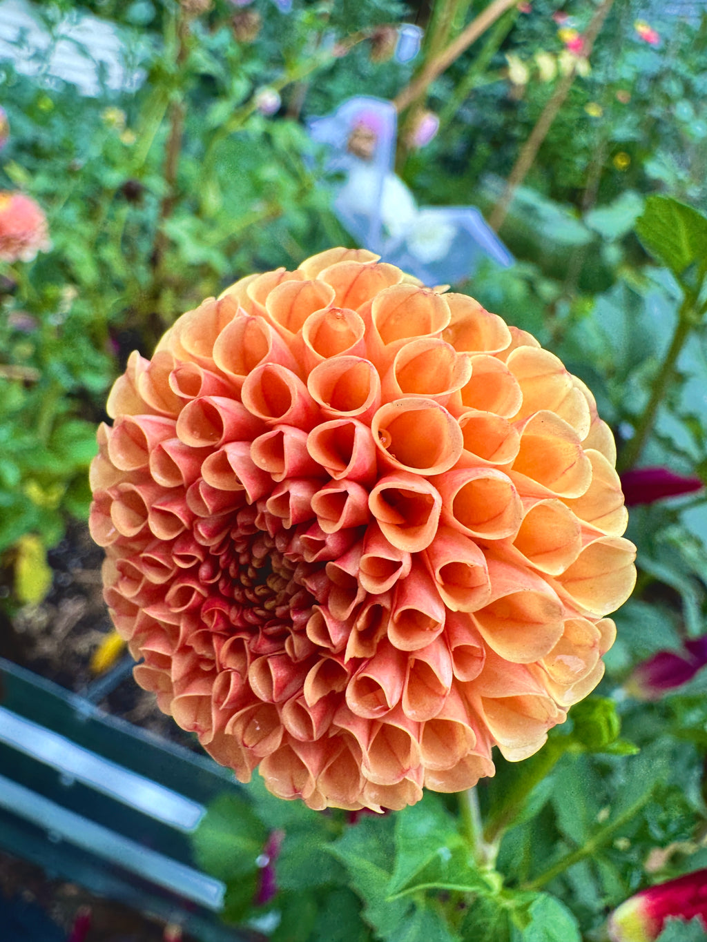 Amber Queen