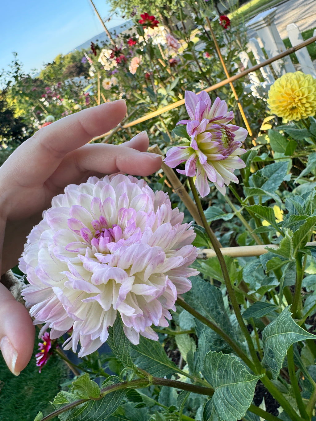 Sandia Melody