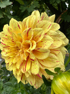 Gloriosa