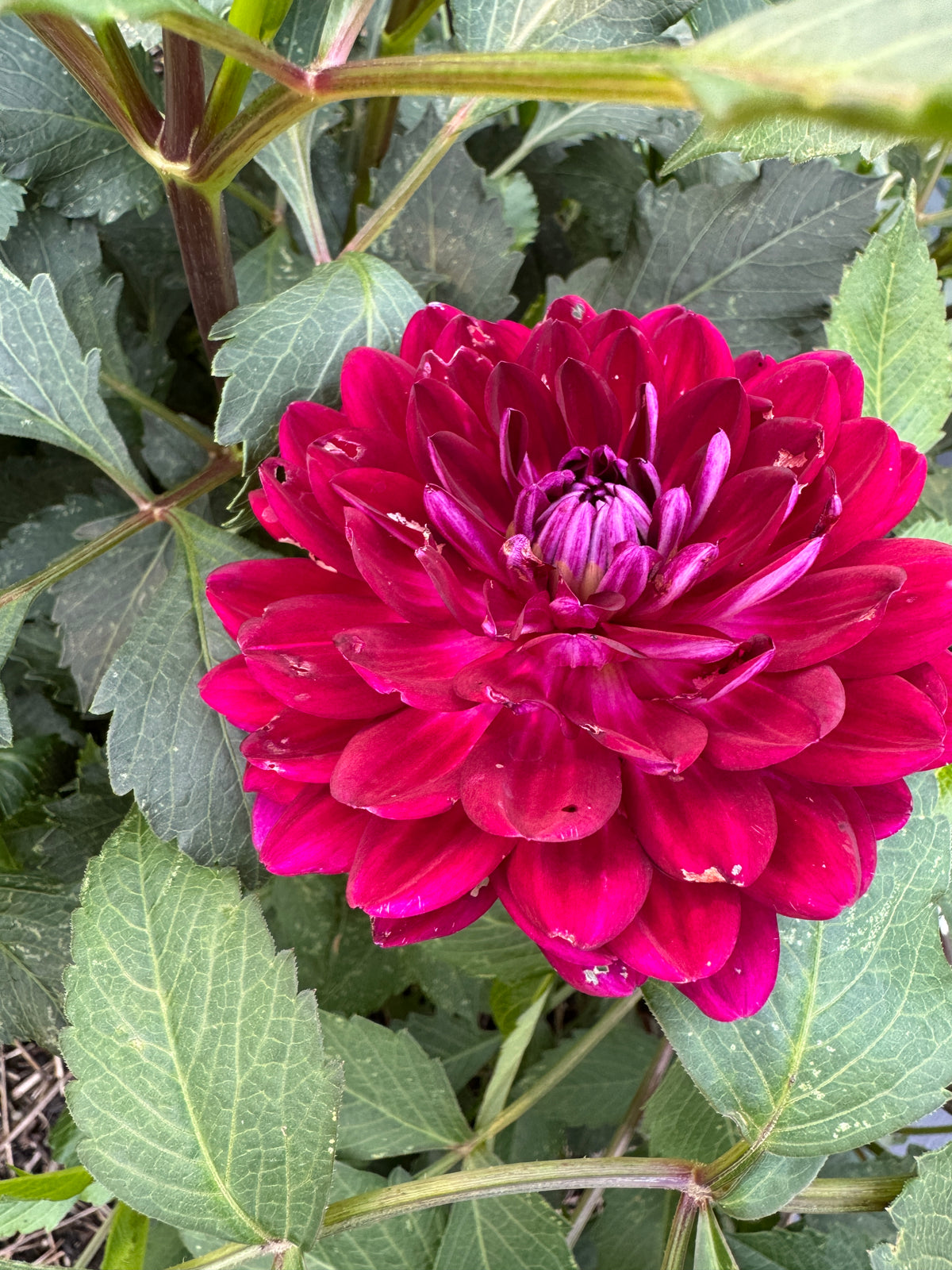 Sandia Bertha