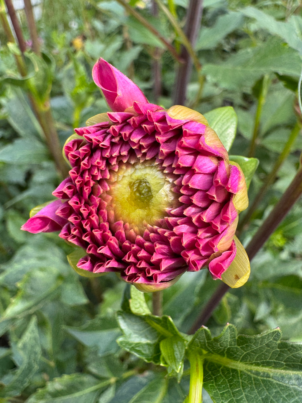 KA’s® Keltie Rose