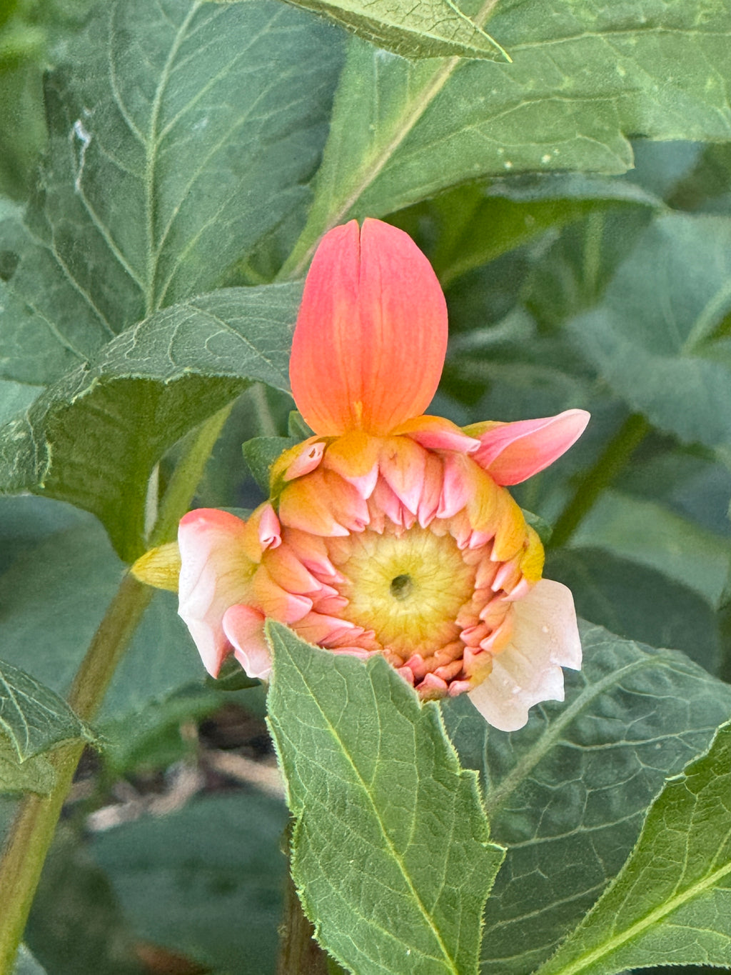 Sandia Candy Corn