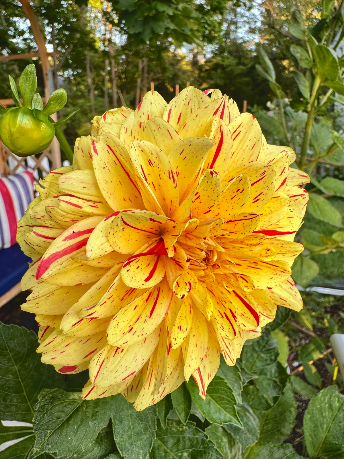 Gloriosa