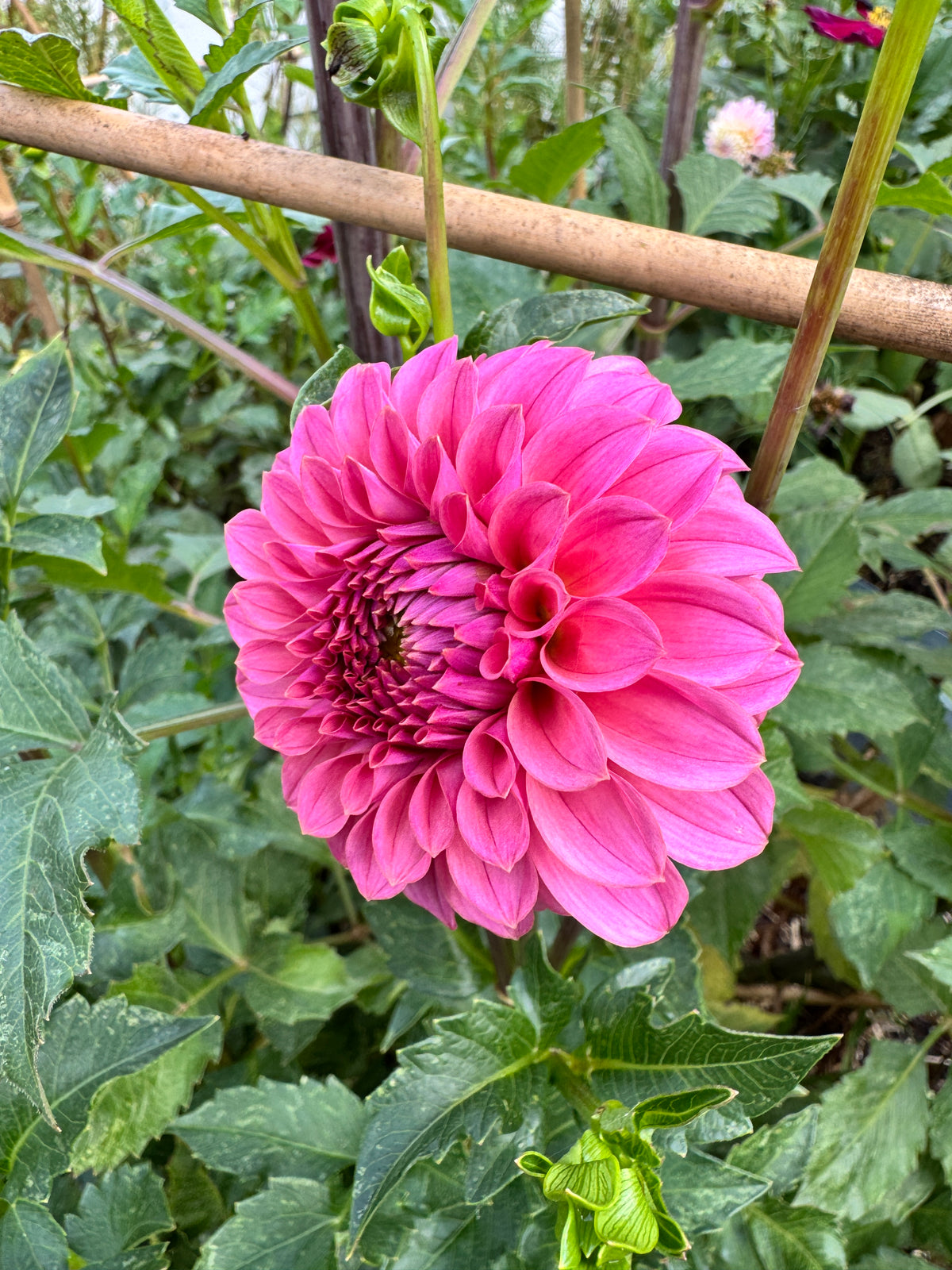 KA’s® Keltie Rose
