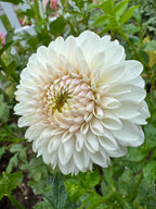 Ferncliff Pearl