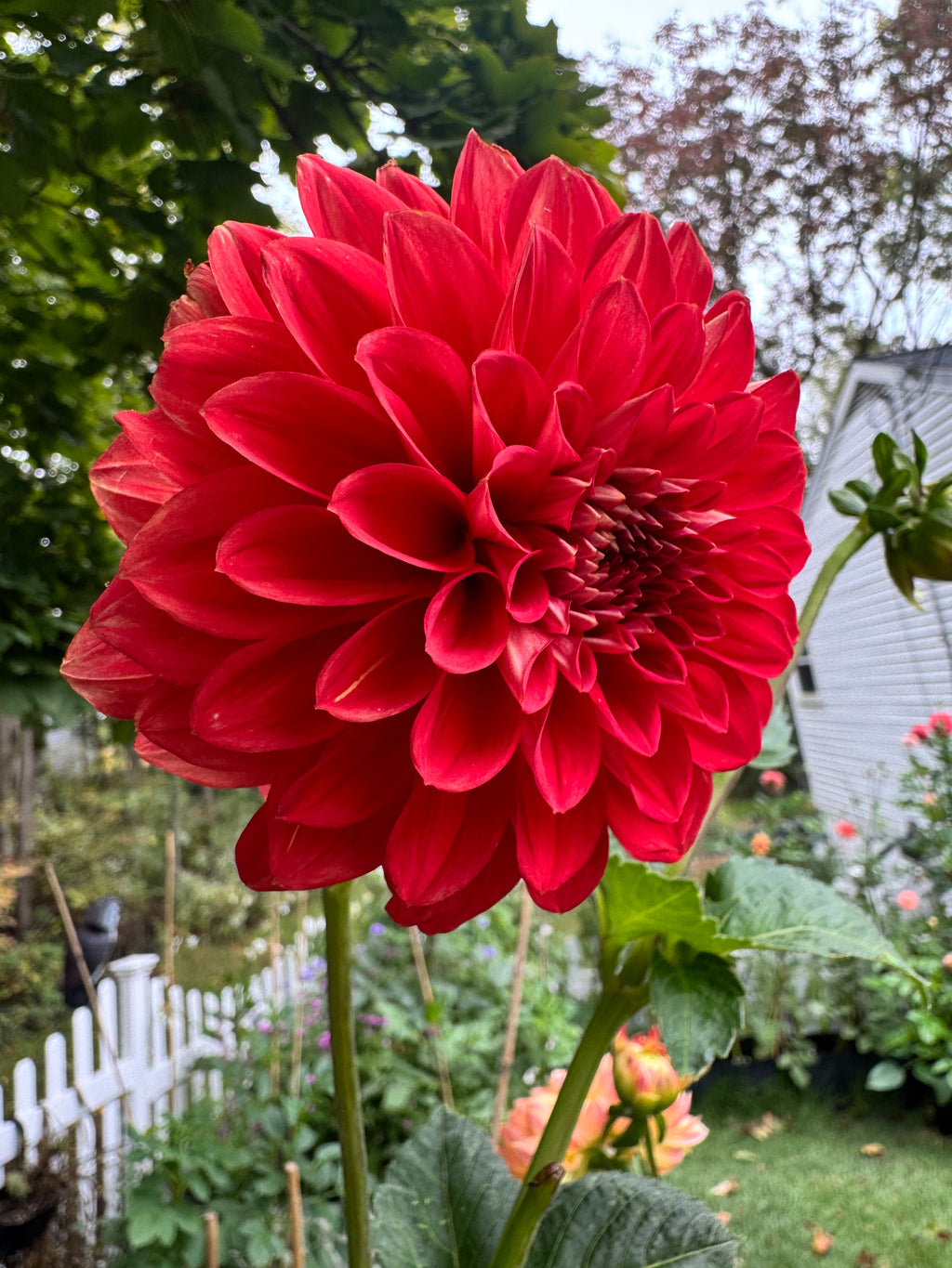 Babylon Red