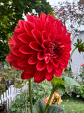 Babylon Red