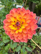 Pam Howden