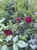 Sandia Bertha