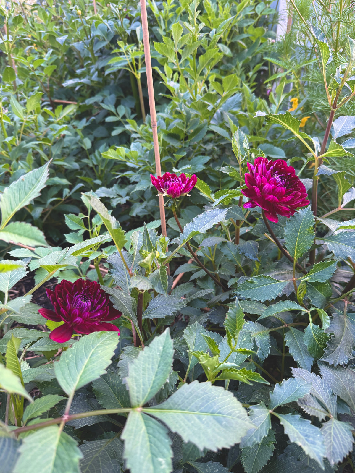 Sandia Bertha
