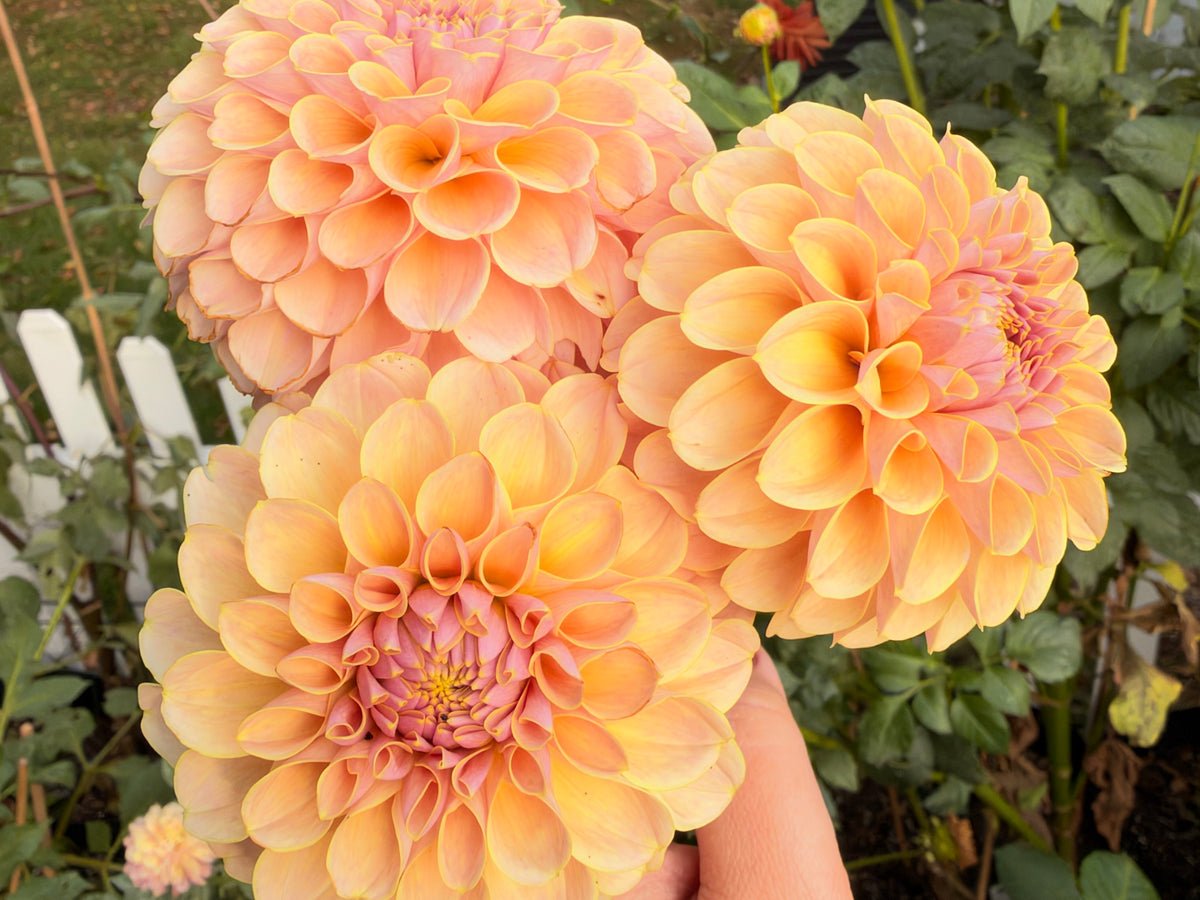 KA’s® Cinder Rose