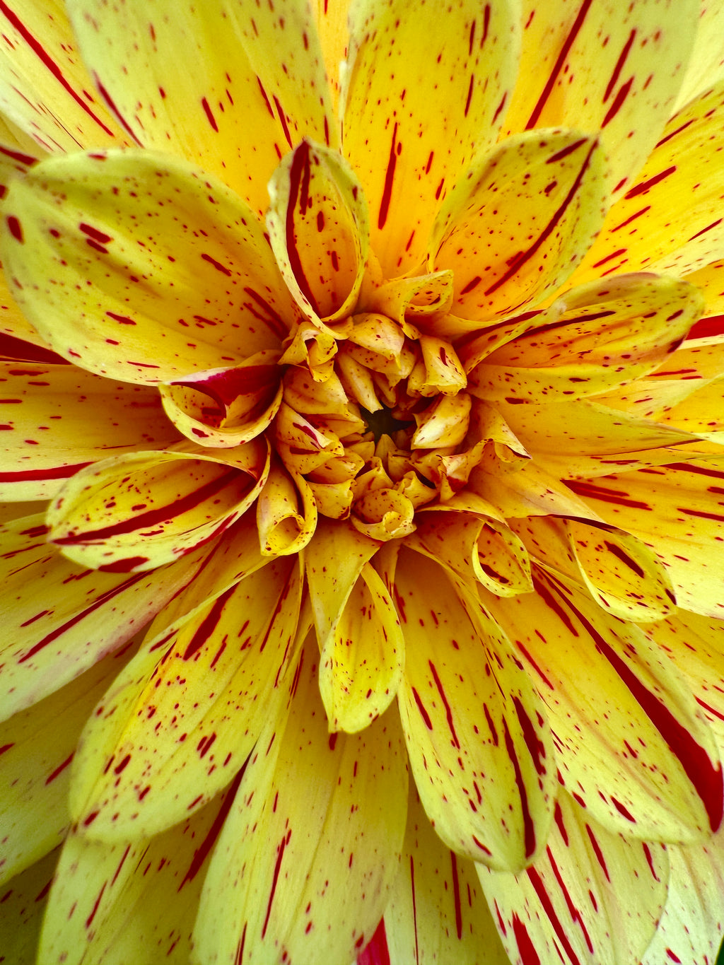 Gloriosa
