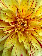 Gloriosa