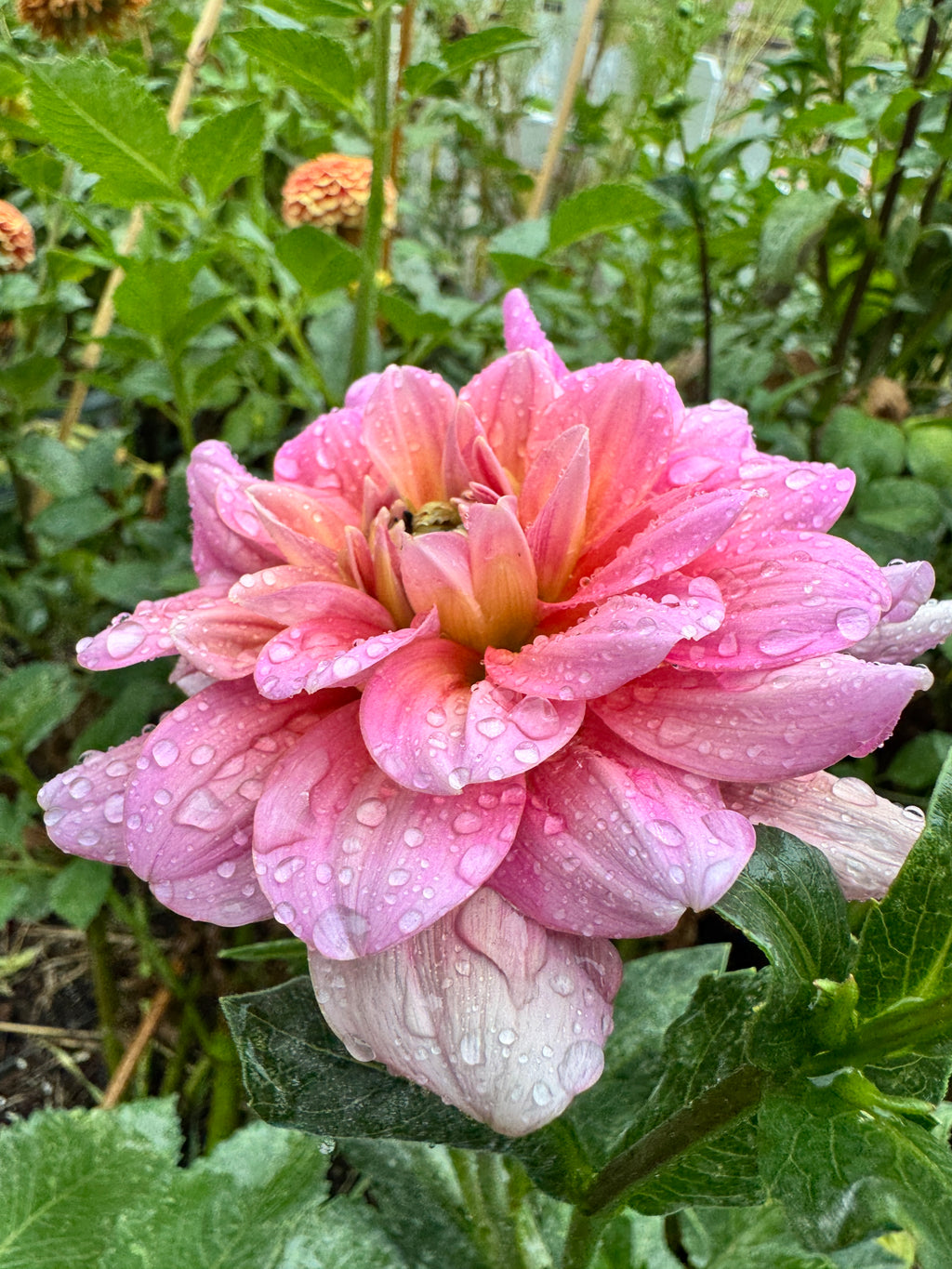 Southern Belle