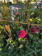 KA’s® Keltie Rose