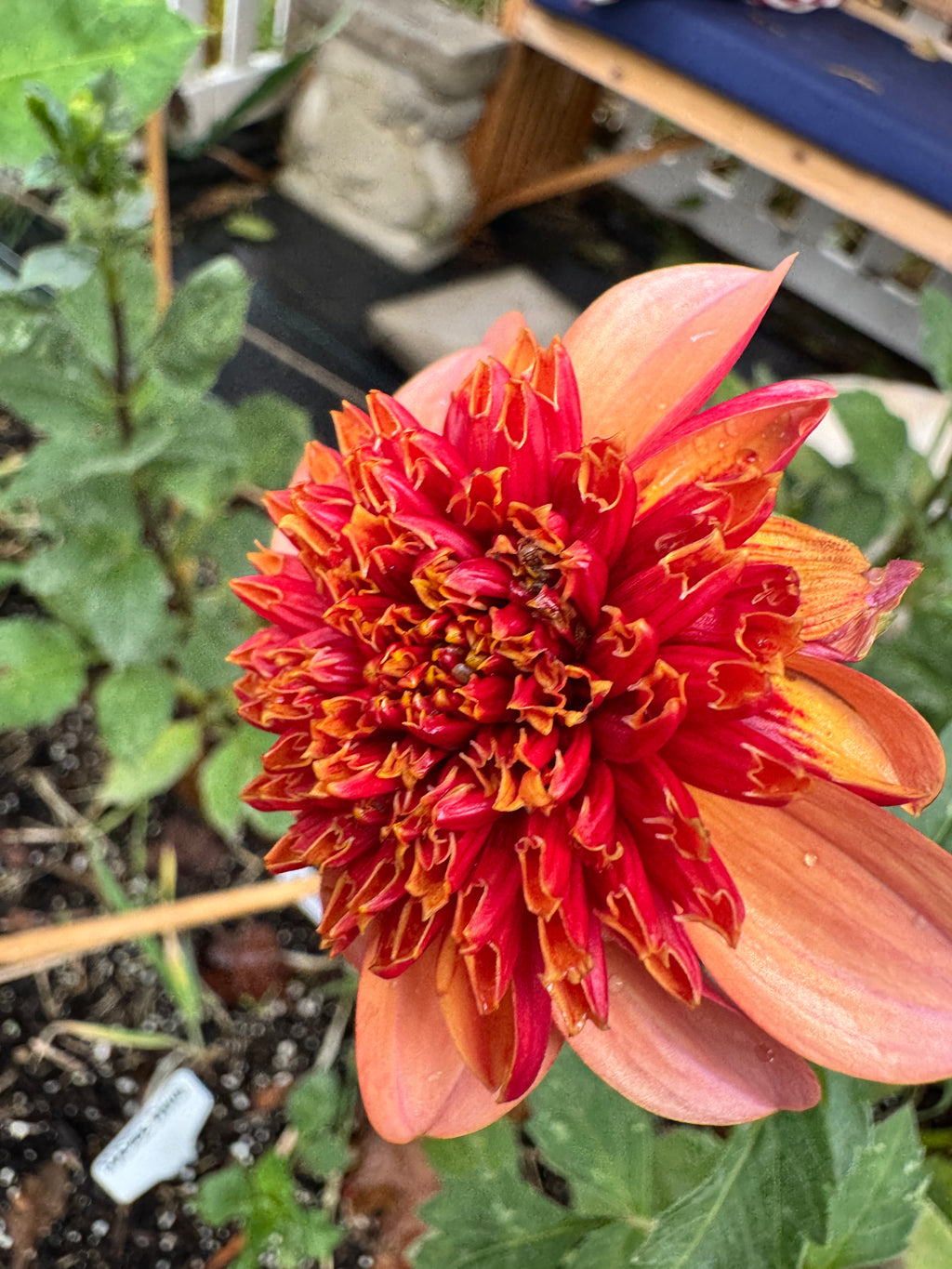 Totally Tangerine