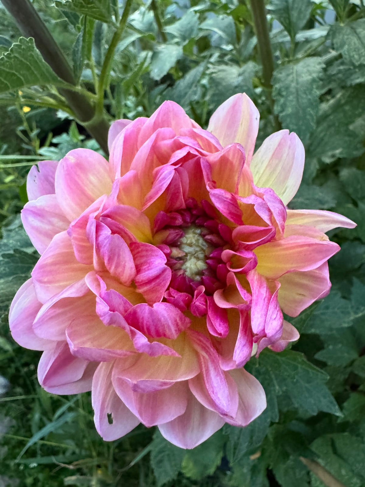 Sandia Bliss