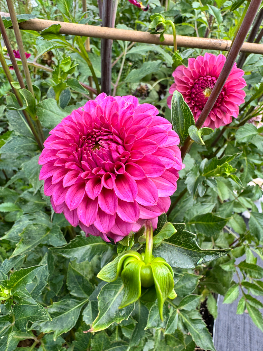KA’s® Keltie Rose