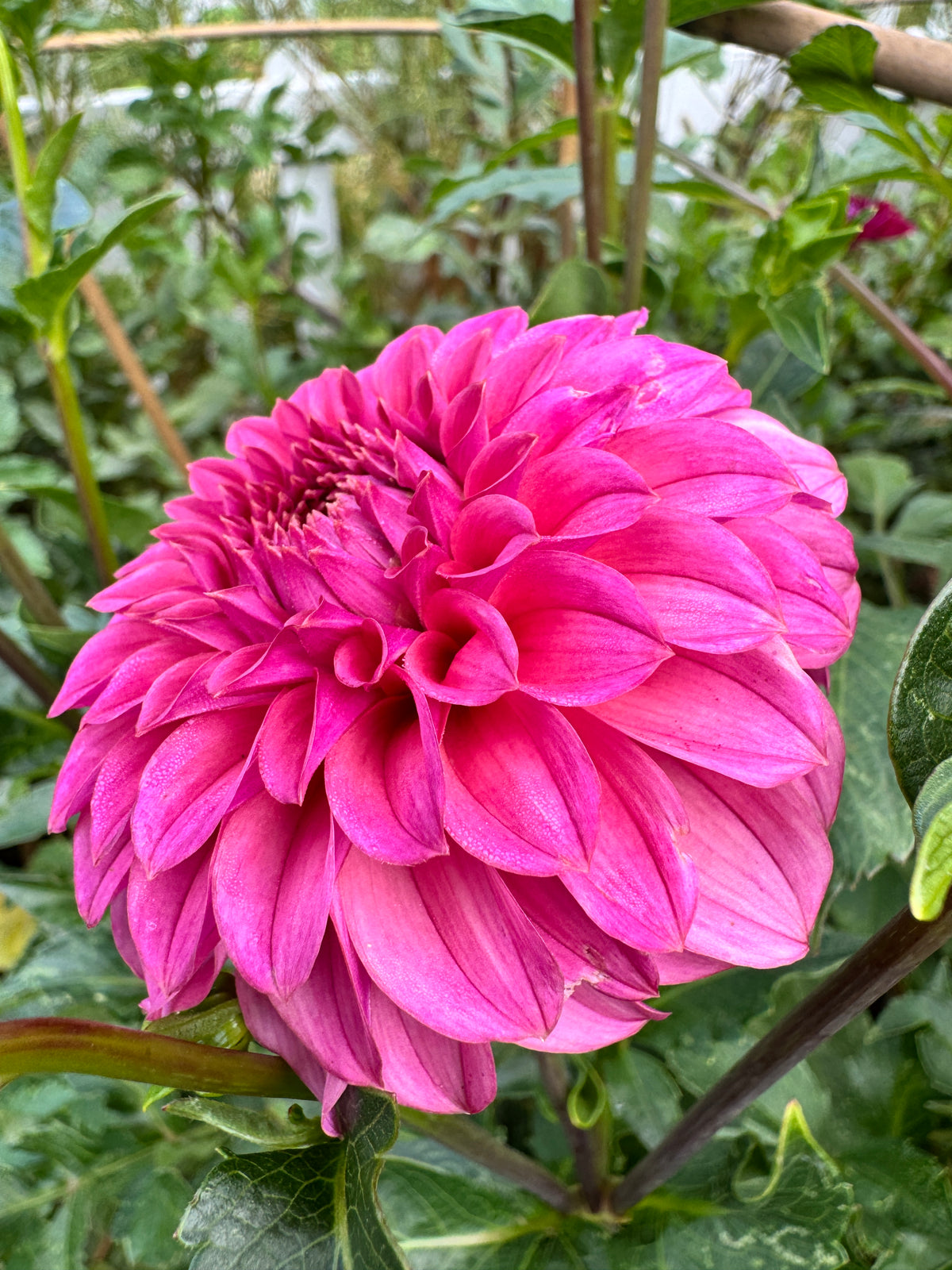 KA’s® Keltie Rose