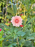 Florelie Antique