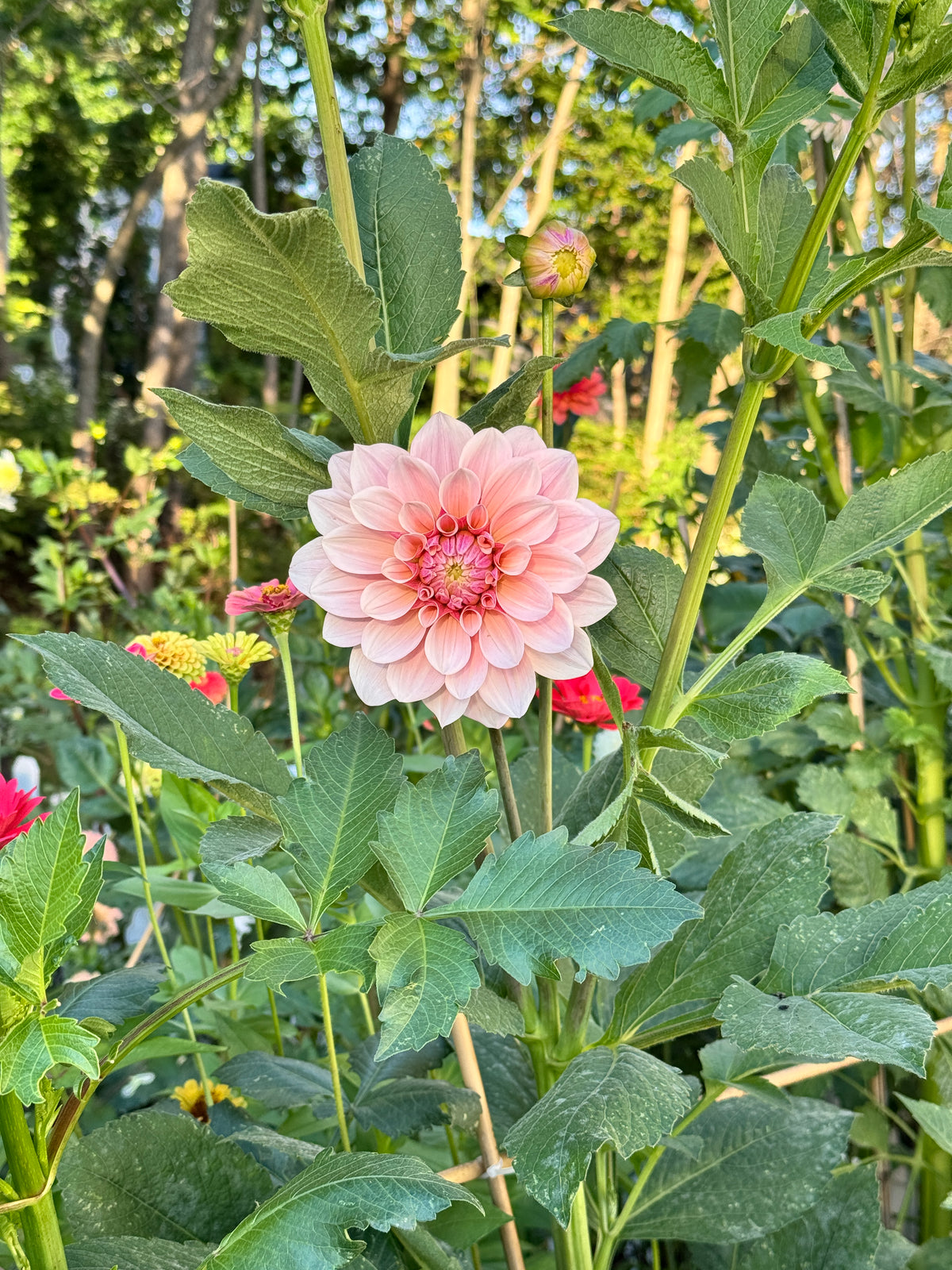 Florelie Antique