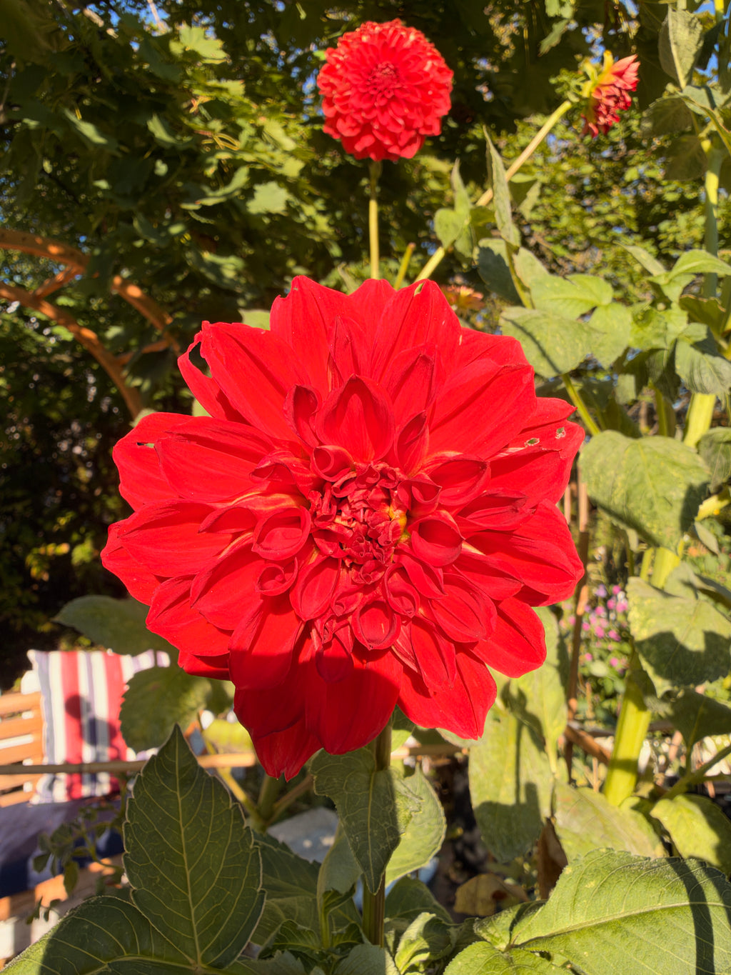 Babylon Red