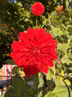Babylon Red