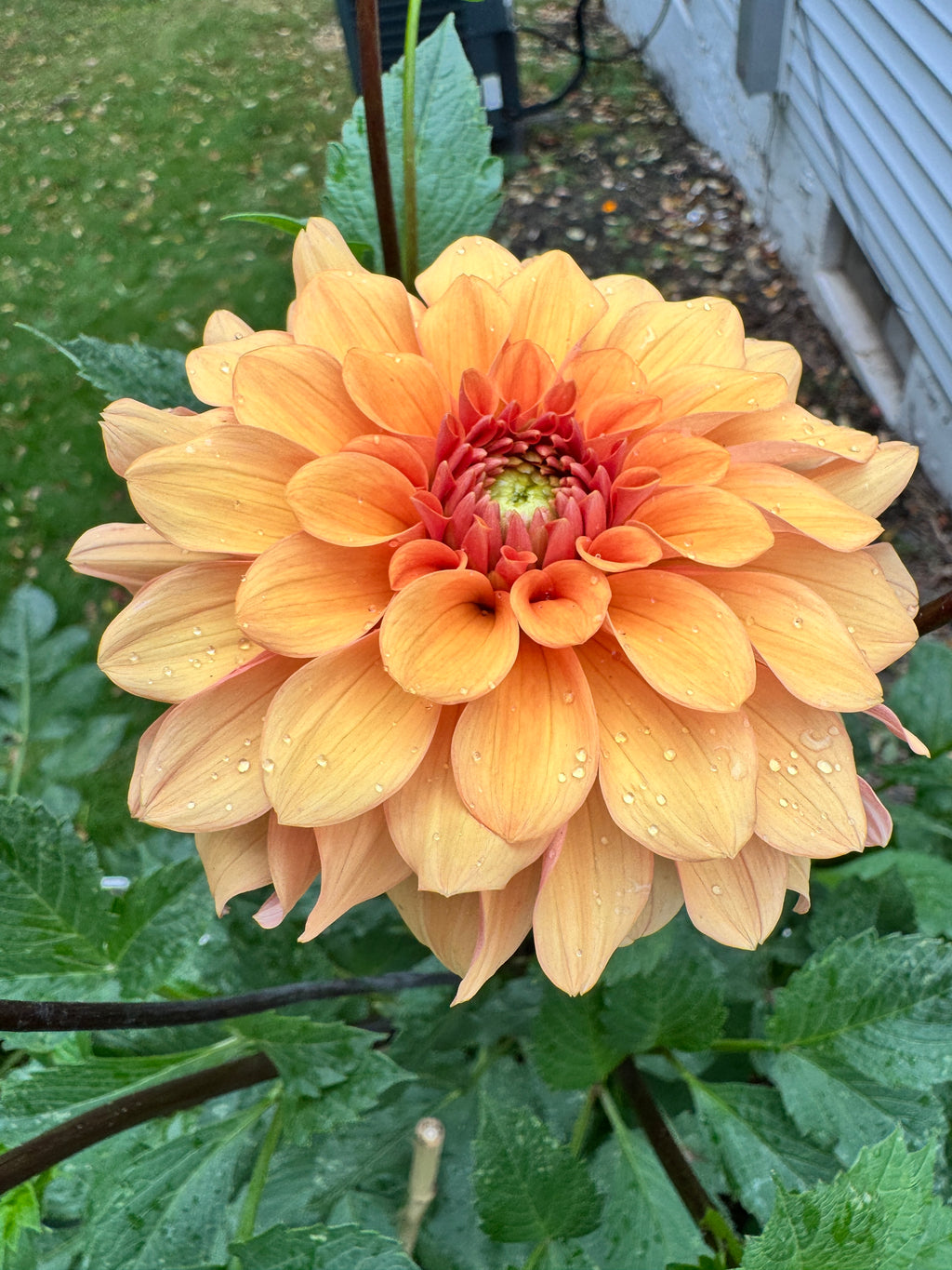 RM Summer Solstice