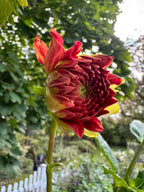 Babylon Red