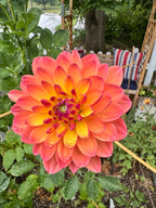 Pam Howden