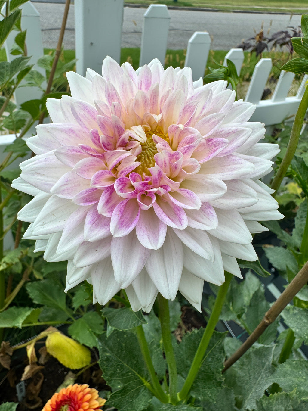 BJ's Dusty Rose