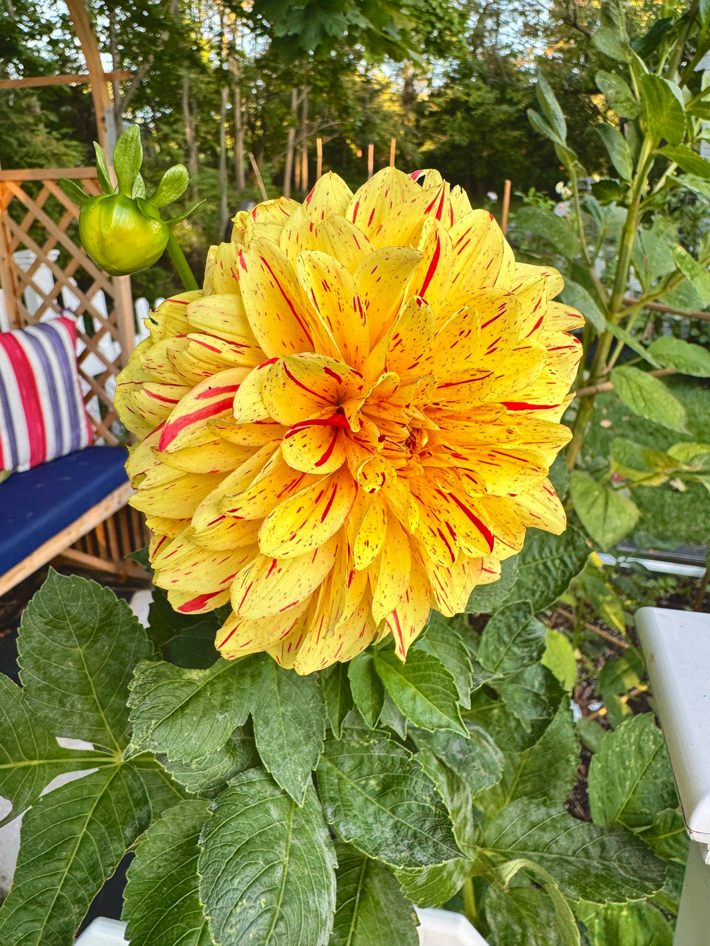 Gloriosa