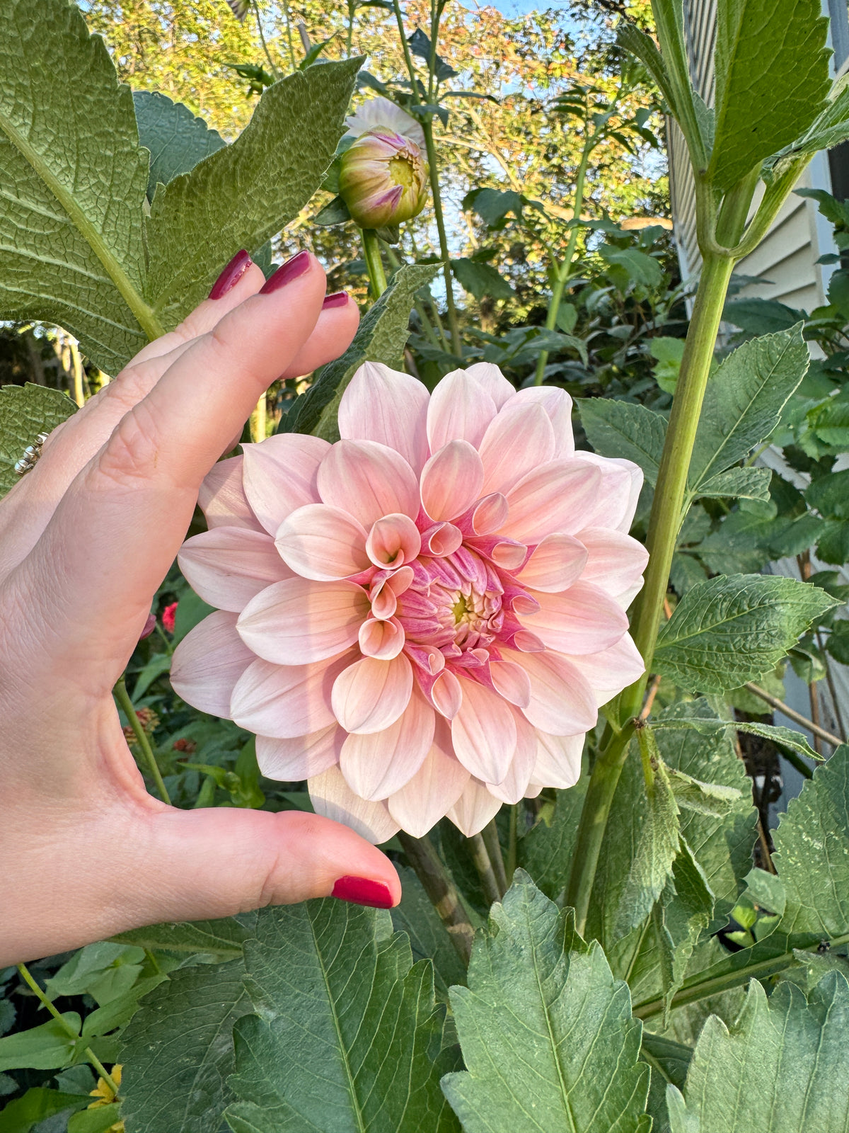 Florelie Antique