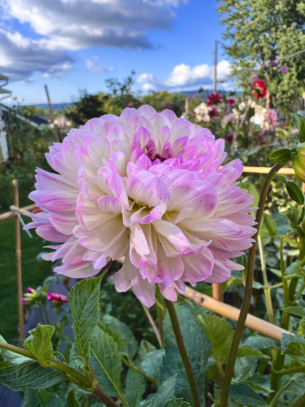 Sandia Melody