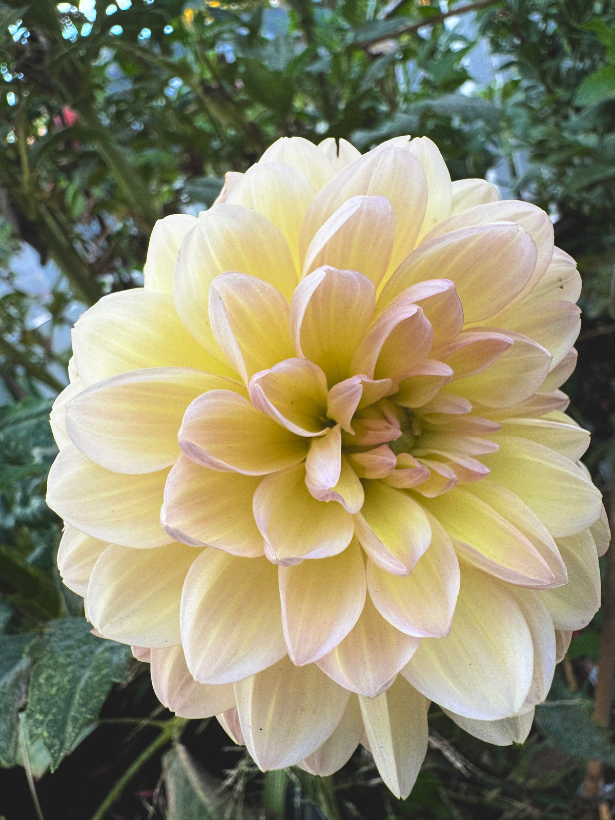 Sandia Bliss