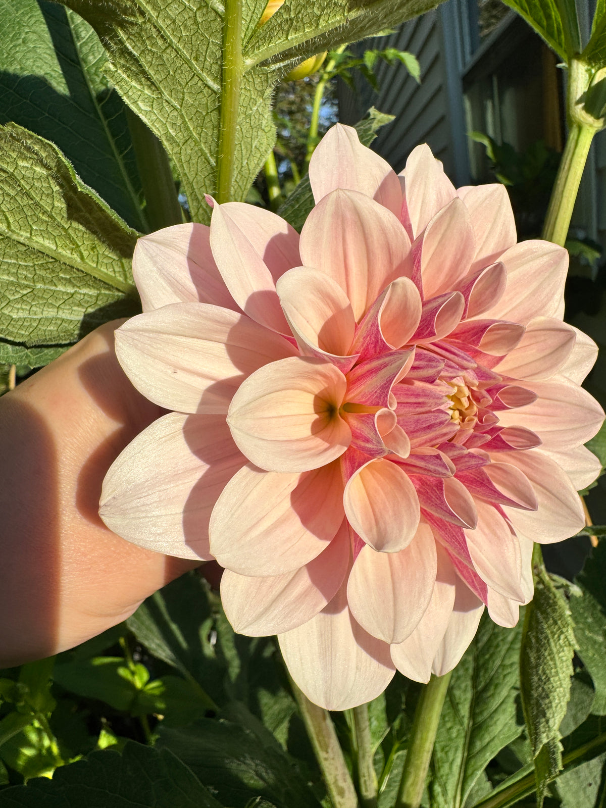 Florelie Antique