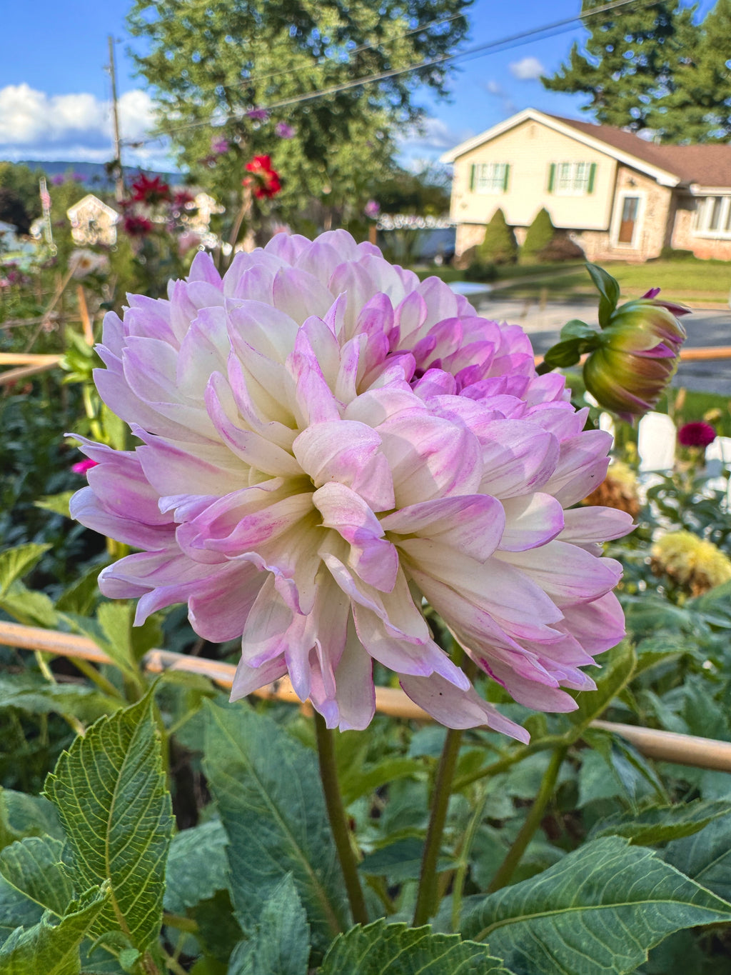 Sandia Melody