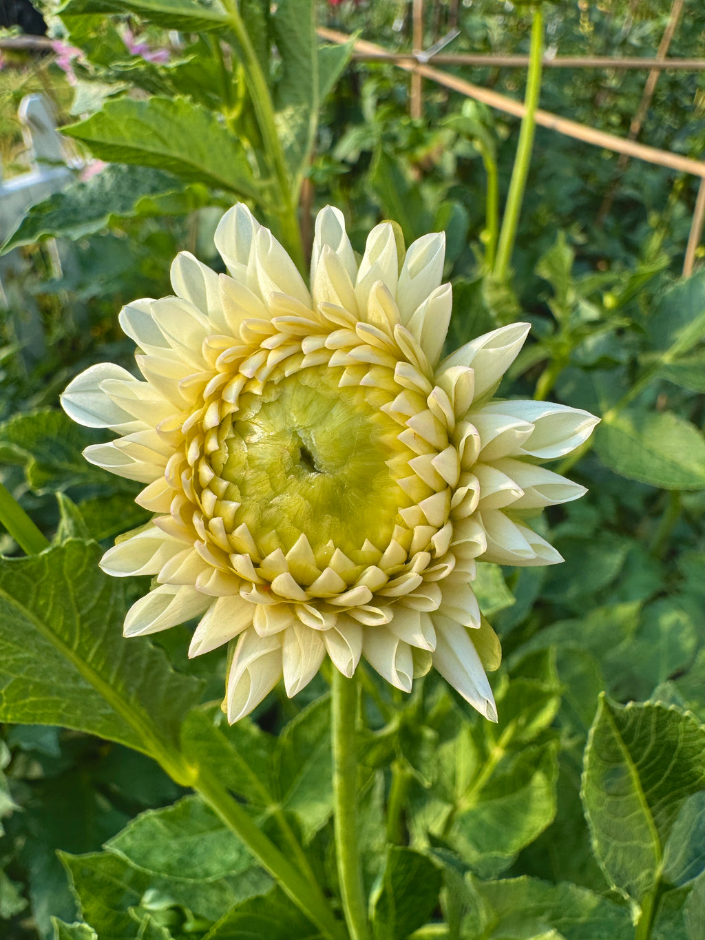 Ferncliff Pearl
