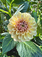 KA’s® Cinder Rose