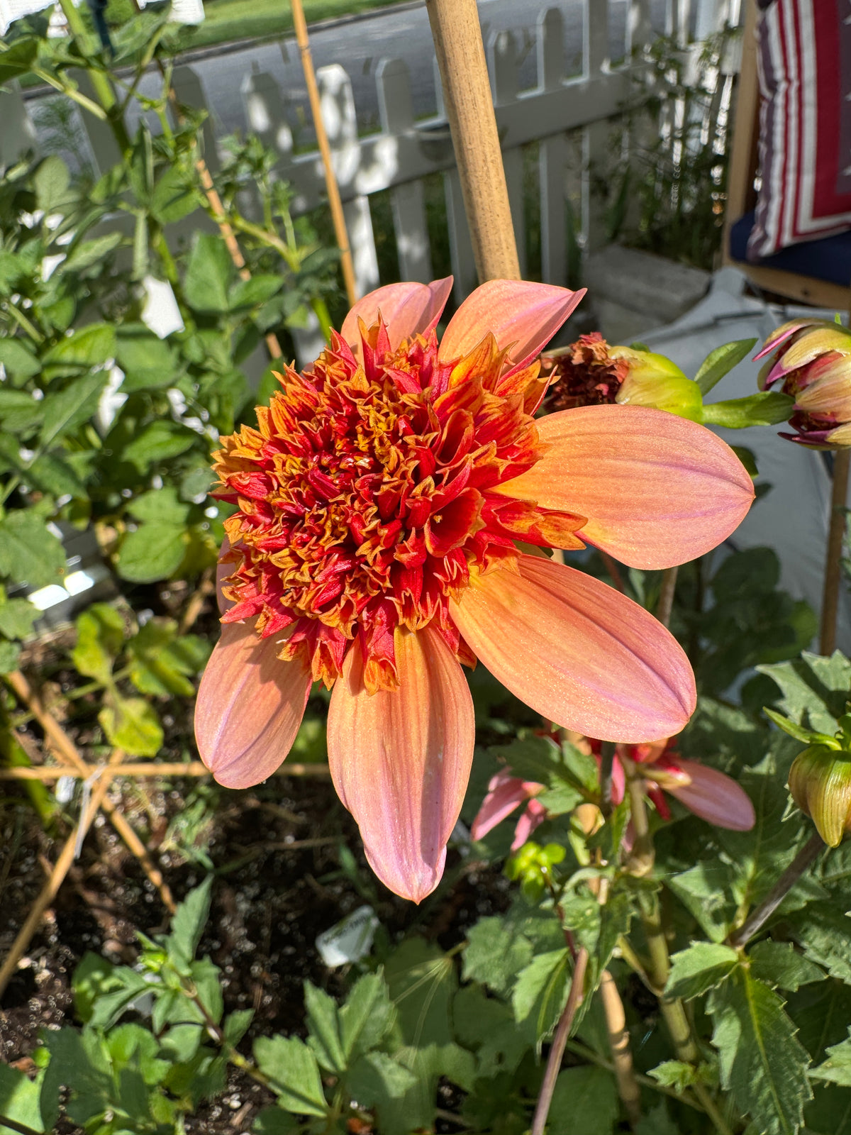 Totally Tangerine