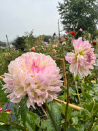 Sandia Melody