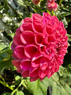 Hapet Coppery