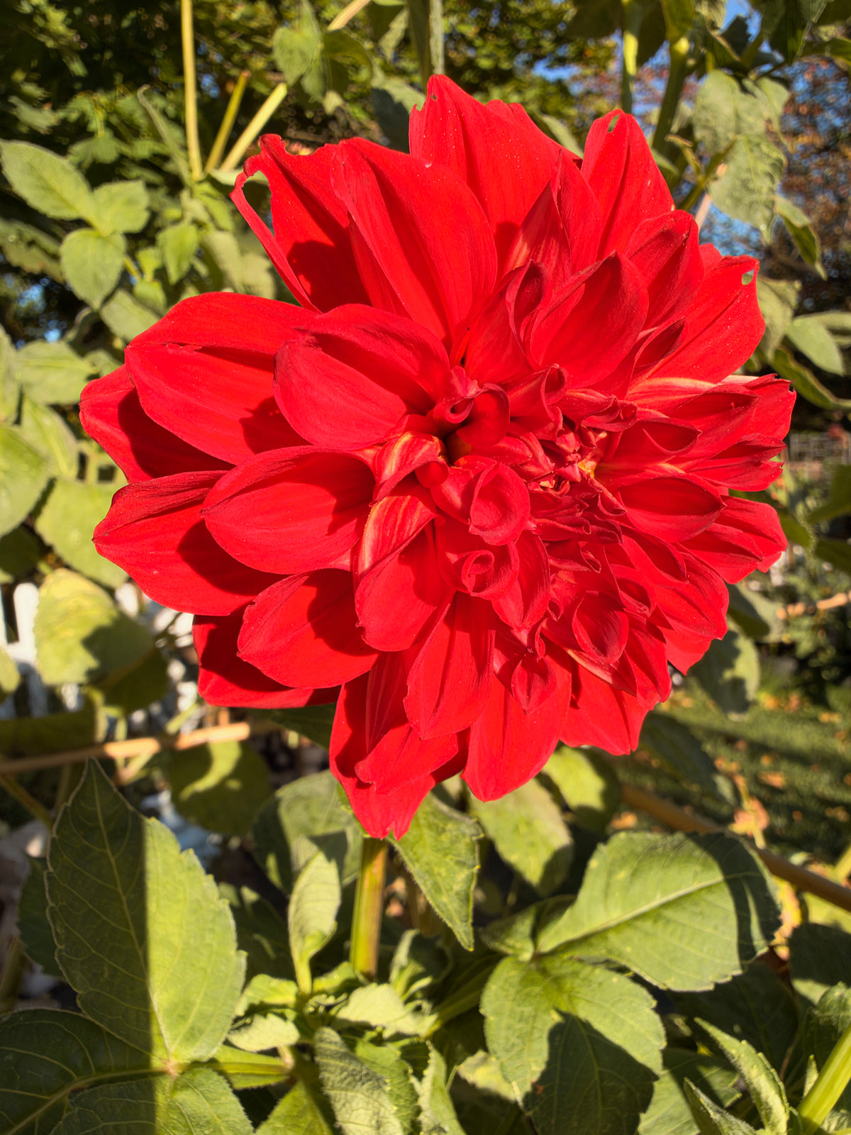 Babylon Red