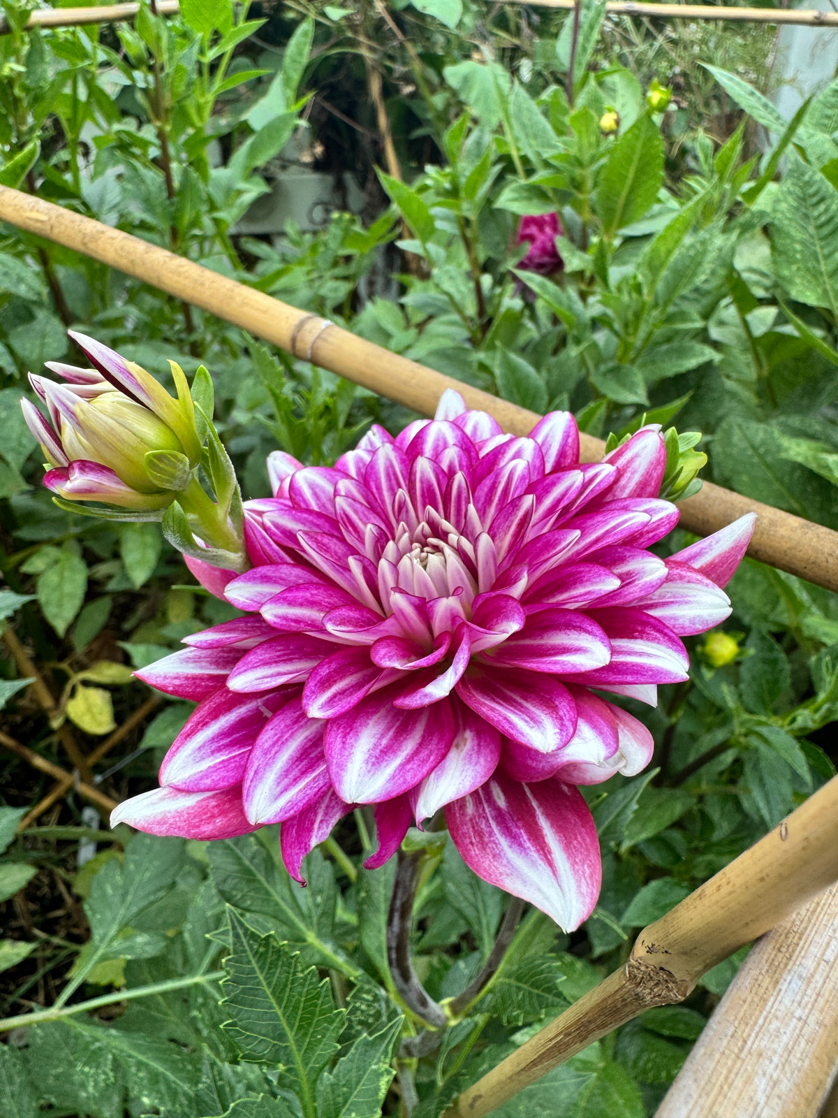 Hemisphere